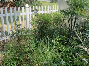 Bush Trimming by Kenneth Fiers for Karen W. in Zuni, VA