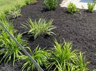 Mulching by Juan Wong for Blake b. in Magnolia, TX