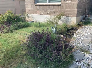 Weeding by Andrew Garza for Juan D. in San Antonio, TX