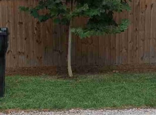Tim B.'s Lawn Service service result