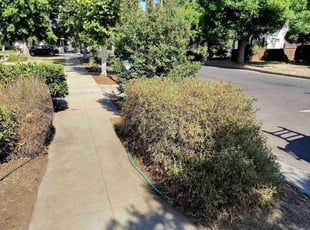 Bush Trimming by Jesus Urquides for Alice R. in Fresno, CA