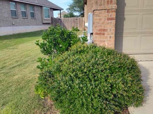 Bush Trimming by Wilmer Guevara for Maggie T. in Leander, TX