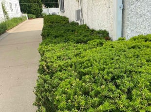 Bush Trimming by Pete Cannon for Barbara K. in Eagle, WI