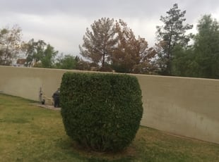 Bush Trimming by Aaron Flores for Melissa J. in Glendale, AZ