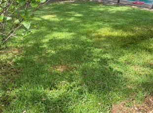 Stephanie T.'s Yard Cutting service result