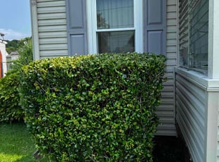 Bush Trimming by Derek Walker for Aaron M. in Norfolk, VA