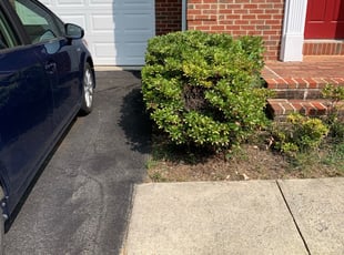 Bush Trimming by Marcos Moraes for Chine-Chine W. in Gaithersburg, MD