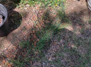 Weeding by Steven Hatcher for Anderson B. in Lewisville, TX