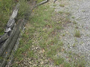 Weeding by Toni Singsonexay for Mark H. in Boerne, TX