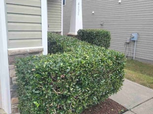 Bush Trimming by Matthew Alexander for Shanecka H. in Raleigh, NC