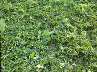 Cleanups by Jami Hughes for Dean Y. in Carnegie, PA