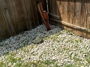 Weeding by Alvaro Garcia for Kim W. in Pflugerville, TX