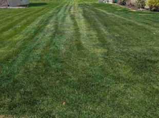 Teresa S.'s Grass Cutting service result