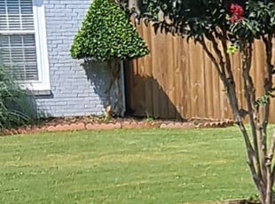 Bush Trimming by Jason Mauldin for Major T. in Buford, GA
