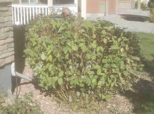Bush Trimming by Marsha Fosnight for Sara C. in Thornton, CO