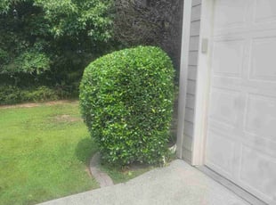 Bush Trimming by Cody Loop for Erica B. in Cumming, GA