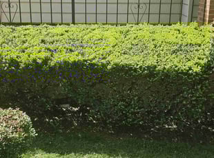 Bush Trimming by Robert Doedy for Karl R. in Milwaukee, WI