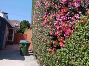 Bush Trimming by William Mendoza for Nicole Y. in Los Angeles, CA