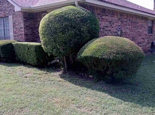 Bush Trimming by Valentina Toledo for Loretta J. in Duncanville, TX