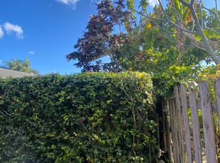 Bush Trimming by Austin Way for Debra S. in Boca Raton, FL