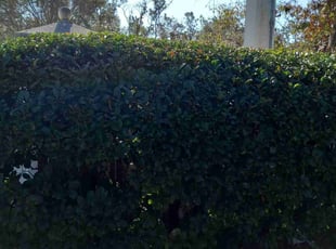 Bush Trimming by Matthew Lanier for Nana H. in Saint Johns, FL