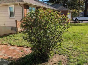 Bush Trimming by Tamica Lige for Robert P. in Kansas City, KS