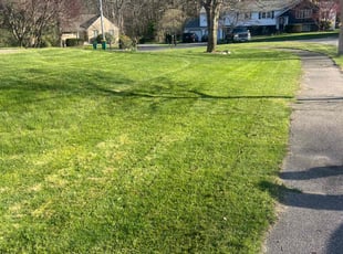 Jonathan E.'s Lawn Mowing service result