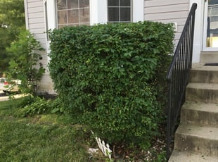 Bush Trimming by Ayinde Hawkins for Sheree G. in Hyattsville, MD