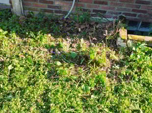 Weeding by Jacob Nichols Sr for James A. in Webster Groves, MO