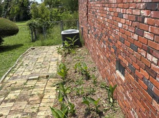 Weeding by Antonio Rhodes for Bruce W. in Augusta, GA