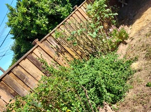 Bush Trimming by Juan Rodriguez for Julia M. in Sacramento, CA