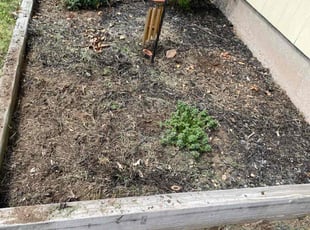 Weeding by Jeff Carr for Cris C. in Hamden, CT