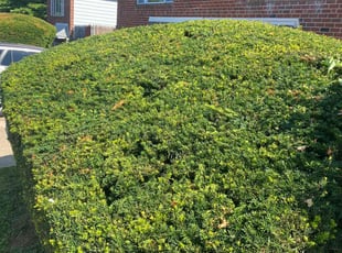 Bush Trimming by Jhon Reyes for Joan S. in Philadelphia, PA