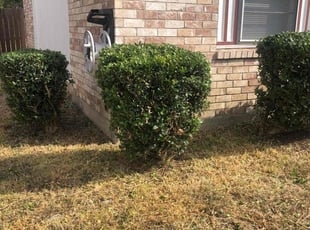 Bush Trimming by Joshua Stidom for Noel B. in Arlington, TX