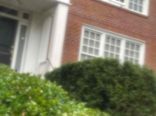 Bush Trimming by Nelly Arredondo for Lucy Z. in Washington, DC