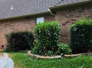 Bush Trimming by Noheli Diaz for Rosalyn W. in Colleyville, TX