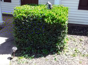 Bush Trimming by Robert Talley for Nick S. in Pendleton, SC