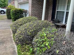 Bush Trimming by Kenneth Brown for shantelle S. in Loganville, GA