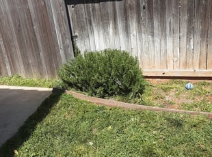 Bush Trimming by Brandon Murillo-Gonzalez for Michaela E. in Mather, CA