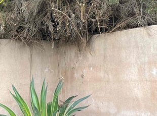Bush Trimming by Josh P for Leah L. in Los Angeles, CA