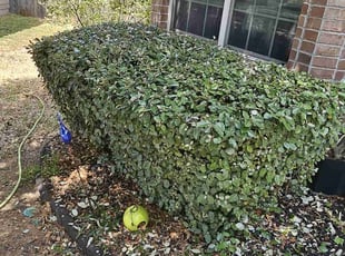 Bush Trimming by Chais Dixon for Bobbie M. in San Antonio, TX