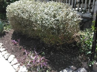 Bush Trimming by Geovanni Vargas for Sarah G. in Austin, TX