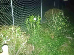 Bush Trimming by Paula Ufheil for Bary S. in Florissant, MO