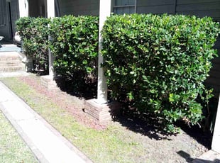 Bush Trimming by Ronald i know Butler for Mike L. in Charleston, SC