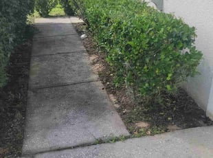 Bush Trimming by Carlos Martinez for Debbie B. in Davenport, FL
