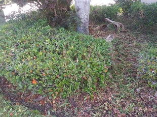 Bush Trimming by Isabel Charrez for Zachary M. in Trinity, FL
