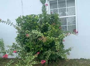 Bush Trimming by Gerral Cohen for ashley b. in Deltona, FL