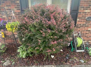 Bush Trimming by Shontel Taylor for Berna M. in Toledo, OH
