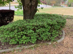 Bush Trimming by Kenneth Pope for Tanica E. in Canton, GA