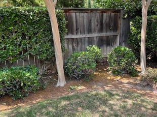 Bush Trimming by Eddie E for sandra g. in Fresno, CA